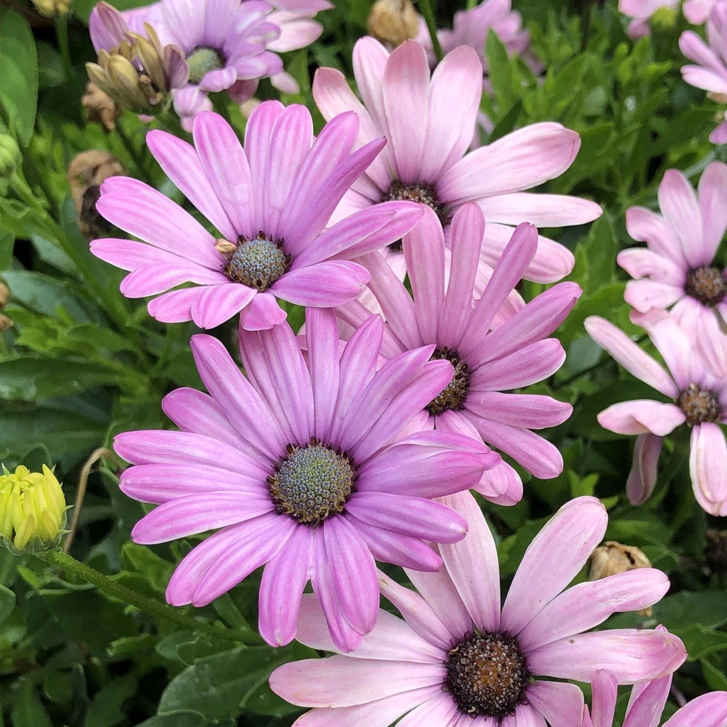 Cape Daisy Seeds - 200+ Light Purple Variety - Dimorphotheca sinuata - Garden Planting - USA