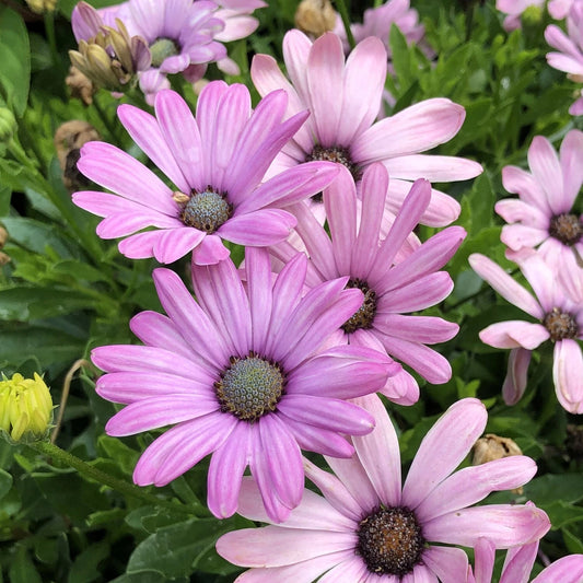 Cape Daisy Seeds - 200+ Light Purple Variety - Dimorphotheca sinuata - Garden Planting - USA