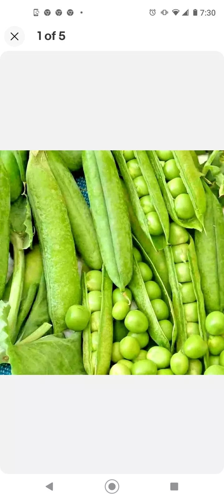 Organic Green Arrow Pea Seeds Non-GMO Heirloom, 65-75 Days, Crisp & Tender, Wilt & Mildew Resistant, Tall Vines, Vegetable Gardening