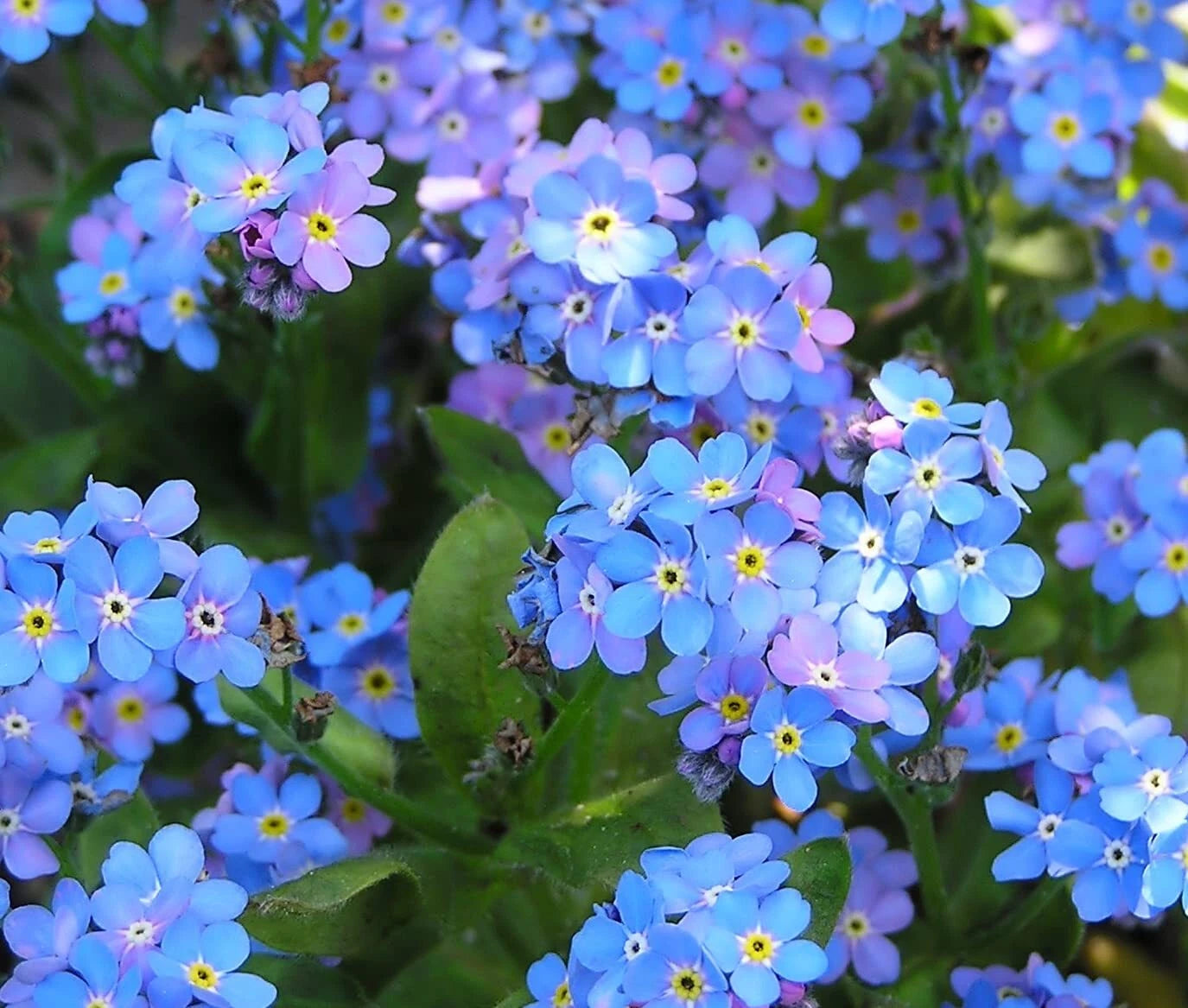 Blue Forget Me Not Seeds - 5,000+ Pack - Easy to Grow Wildflower Seeds - Myosotis sylvatica