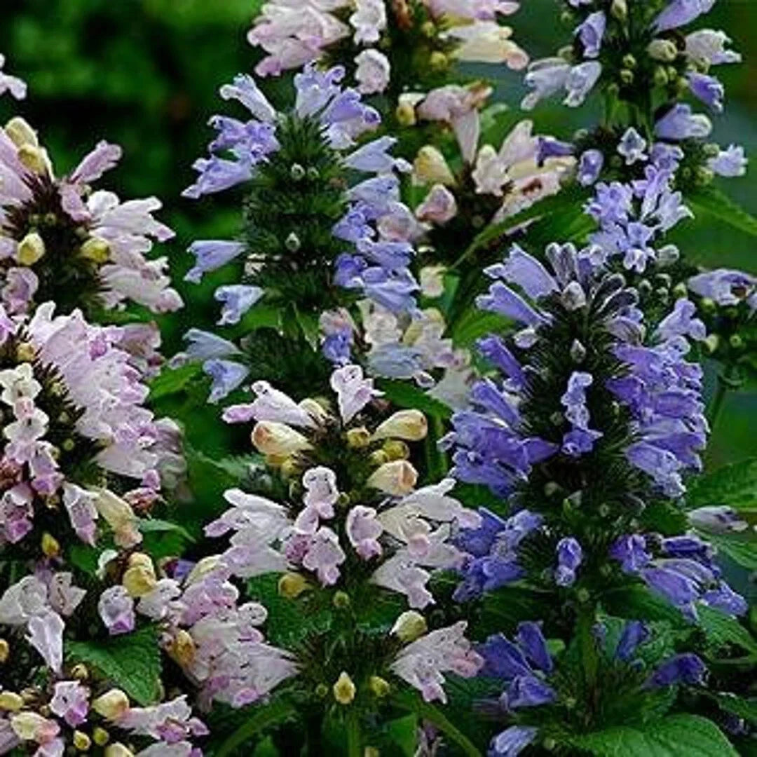 Catmint Seeds - Nepeta 'Grandview' - Flowering Herb - 35 Seeds for Gardening