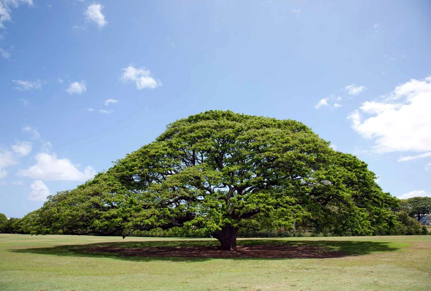 20 Rain Tree Seeds - Monkey Pod "Hitachi" - Rare Tropical Flower (Albizia saman)