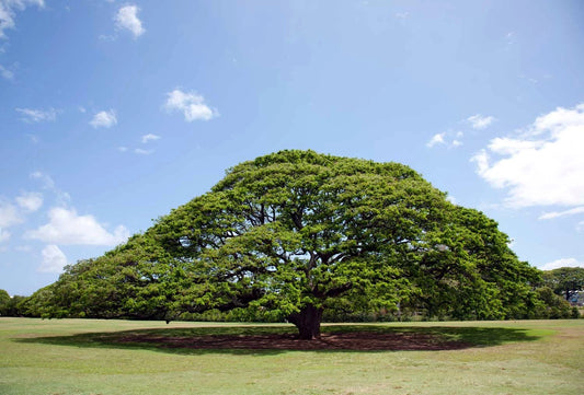 20 Rain Tree Seeds - Monkey Pod "Hitachi" - Rare Tropical Flower (Albizia saman)