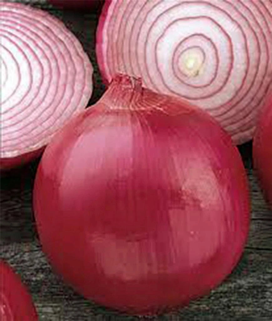 Burgundy Red Onion Seeds, Short Day Heirloom, Non-GMO, 100 Seeds - Allium cepa