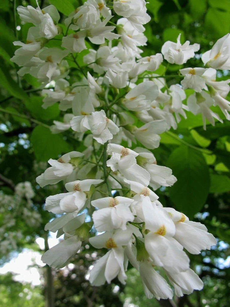 Yellowwood Tree Seeds - 20 Pack - Cladrastis kentukea - Native Tree Seeds for Planting