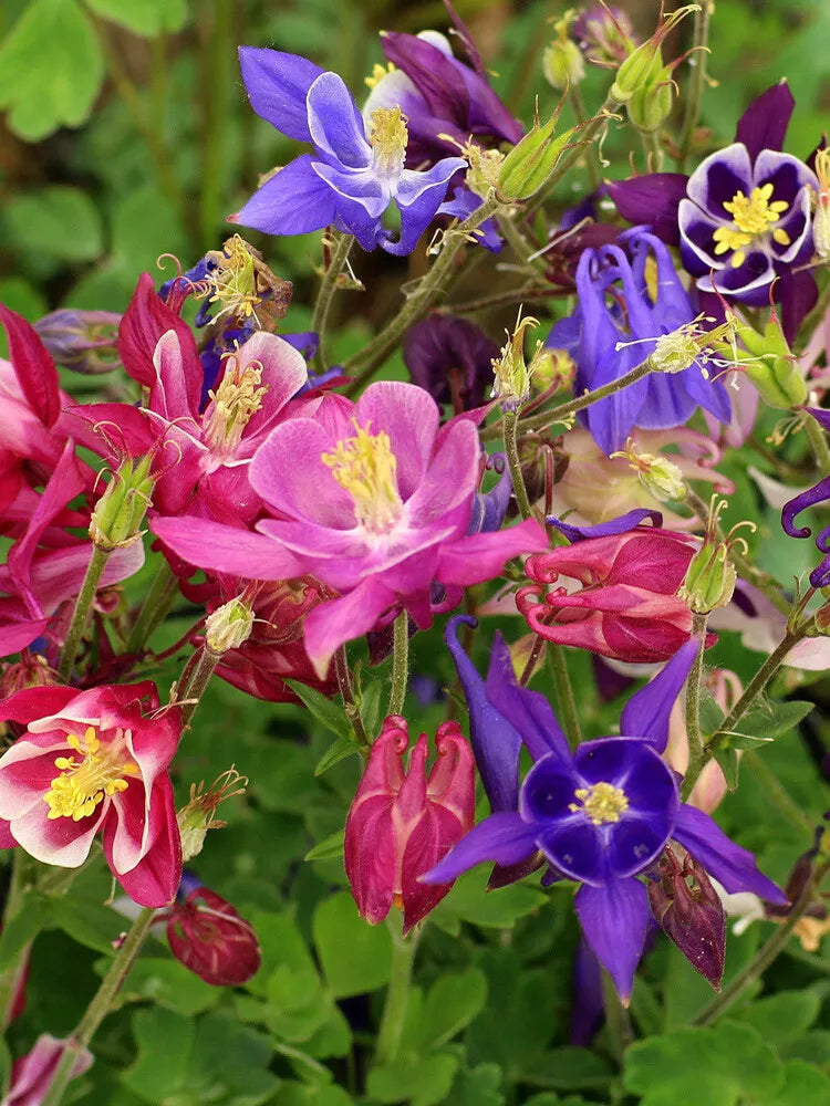 Aquilegia Mckana's Giant Mix Seeds - 200+ Columbine Seeds, Mixed Colors, Aquilegia caerulea - USA, Free Shipping
