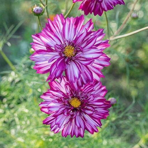 Cosmos Seeds - 200+ Double Click Double Violet - Cosmos bipinnatus - Perfect for Garden Planting, USA Grown - Free Shipping