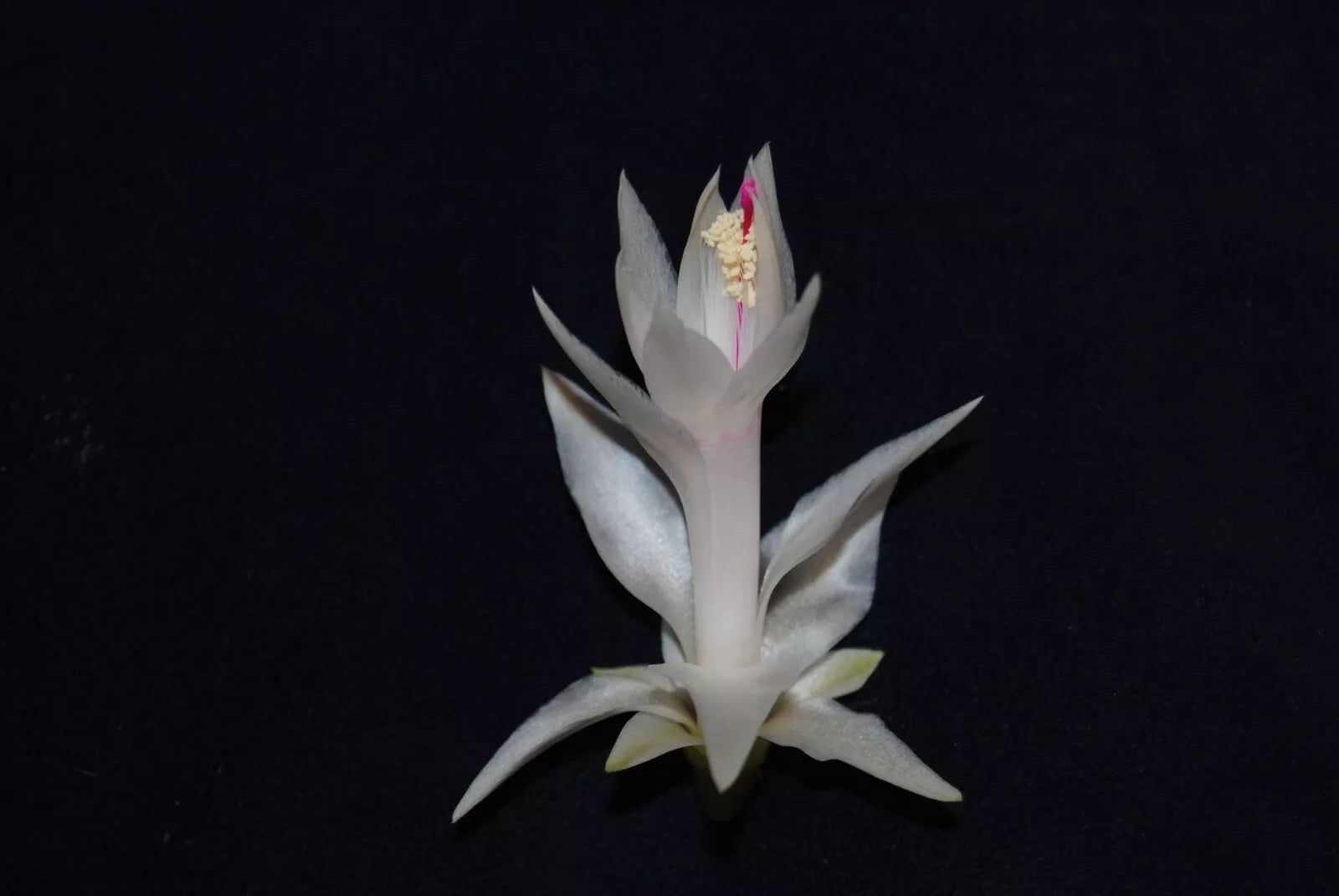 Christmas Cactus Starter Plant - Small Healthy Schlumbergera Truncata - Perfect for Home Decoration or Gifting