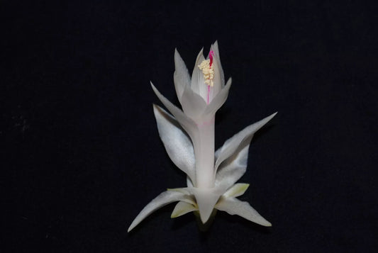 Christmas Cactus Starter Plant - Small Healthy Schlumbergera Truncata - Perfect for Home Decoration or Gifting