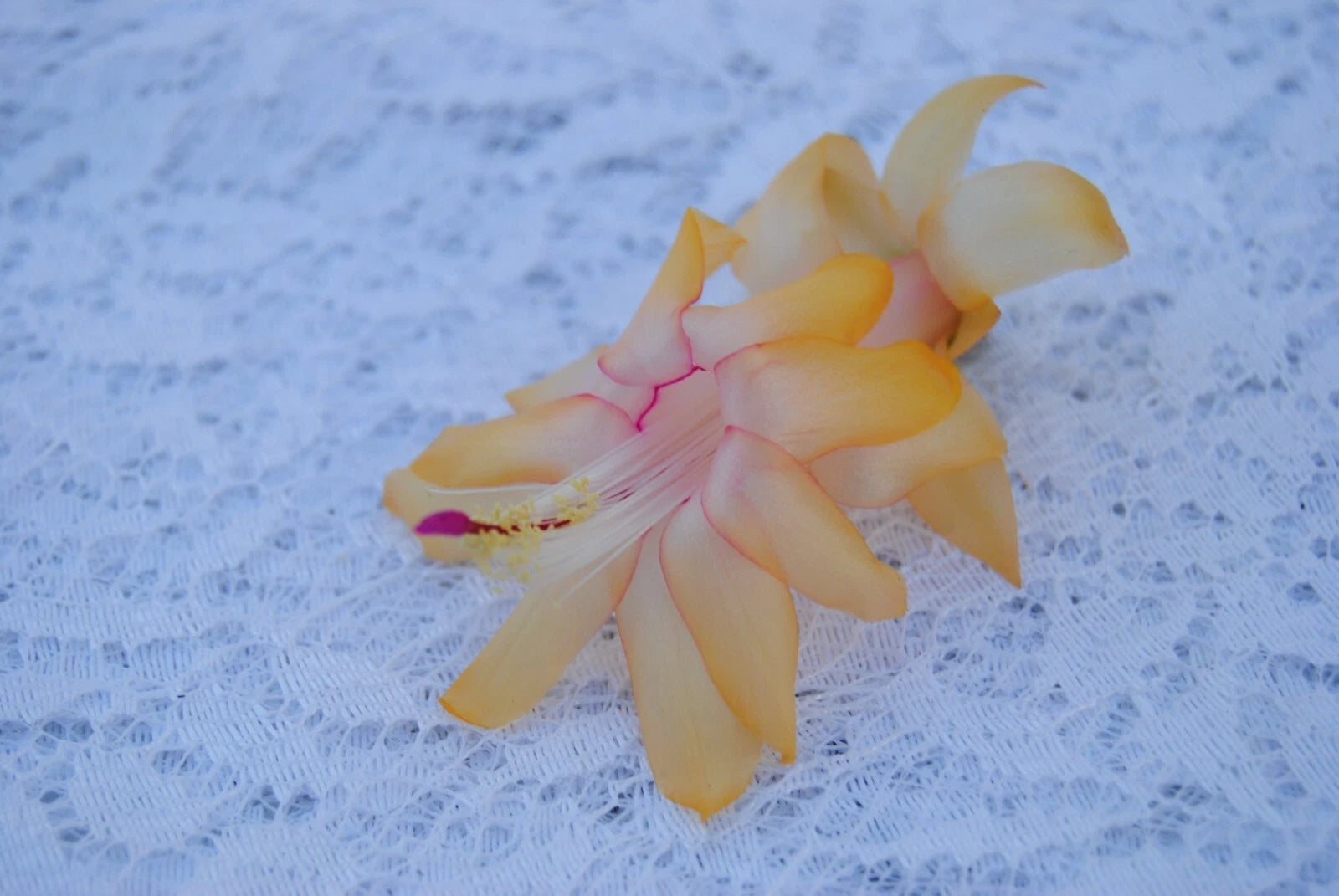 Christmas Cactus Starter Plant - Lemon Drop - Schlumbergera Truncata - Healthy Well-Rooted Small Plant for Home Decor