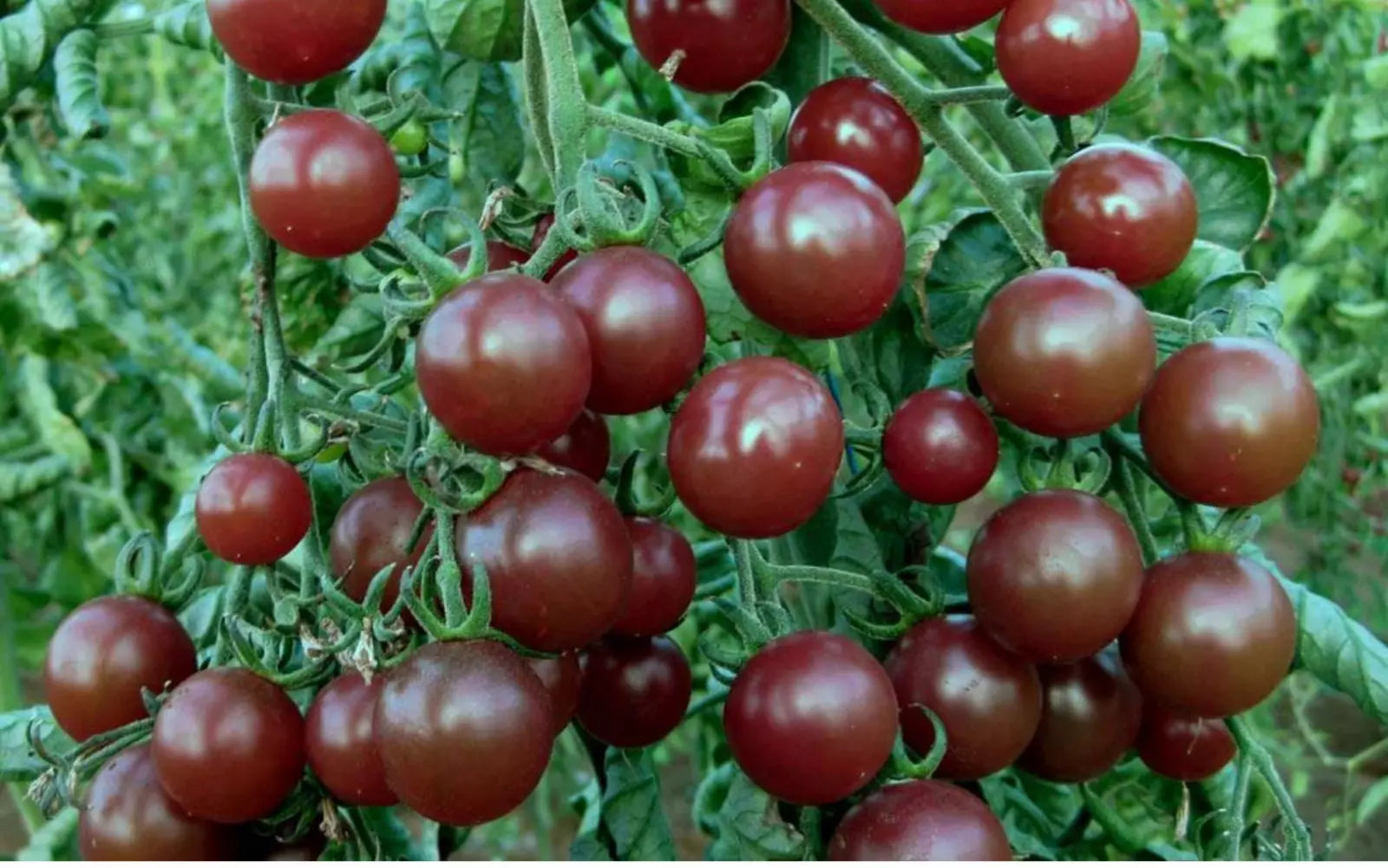 Chocolate Cherry Tomato Seeds - 10+ Organic Heirloom Seeds - Super Sweet Variety - Rare Heritage Tomato