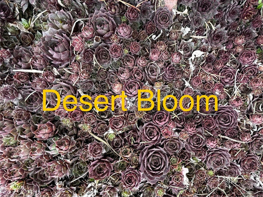 10 Live Hardy Hens and Chicks Succulents, Sempervivum, Zone 4-8, Desert Bloom Variety, Perfect for Gardens and Rock Beds