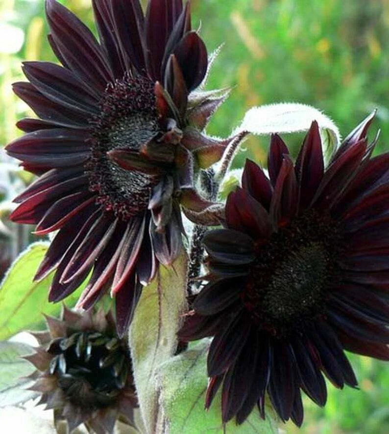25 Velvet Queen Black Sunflower Seeds | Perennial Flower Seeds | Helianthus annuus