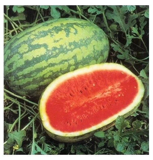 JUBILEE Watermelon Seeds - Heirloom Red Variety, 15 Seeds, Big 30 Pounds, Citrullus lanatus