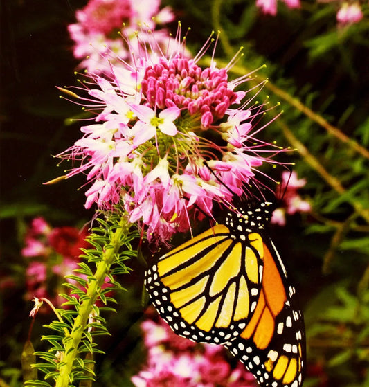 100 Seeds Rocky Mountain Bee Plant Rare Cleome Pink - Cleome serrulata - Free Shipping on 15 Packs