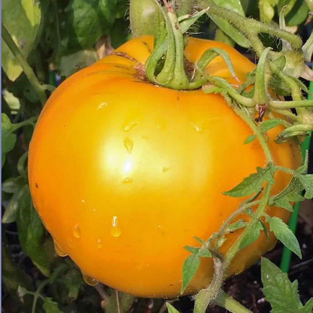 Carolina Gold Tomato Live Starter Plants 4+ Inches Set of 2 Solanum Lycopersicum