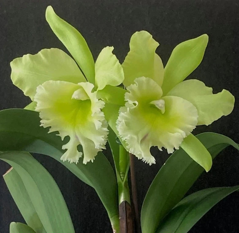 Blc. Sung Ya Green King Dragon Cattleya Orchid Plant - Near Blooming Size in 4.5" Pot - Cattleya Hybrid