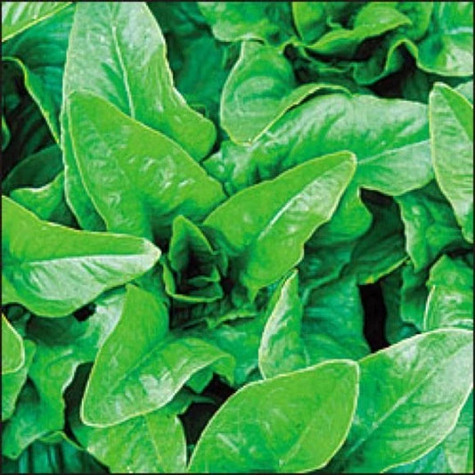 Amish Deer Tongue Lettuce Seeds - Heirloom Variety - Non-GMO Fresh Seed - Ideal for Home Gardening