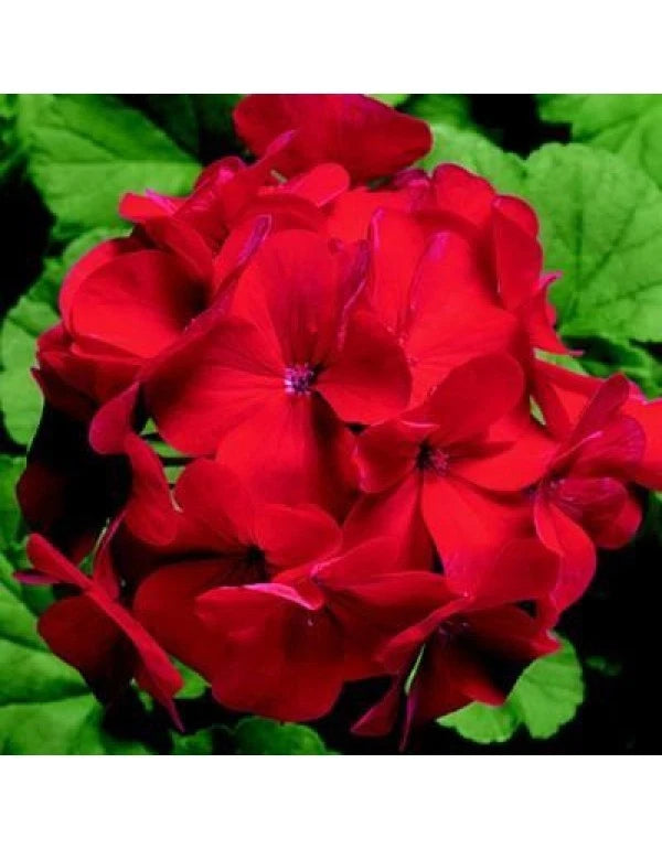 Geranium Ringo Ringo 2000 Red Geranium Seeds - 12 Fresh Flower Seeds - Pelargonium x ...