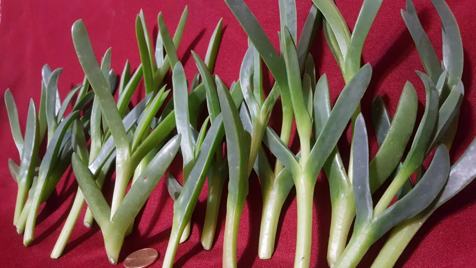 Ice Plant Succulent Live Cuttings 17 Pieces 3-5 Inches Coastal Pig Face (Delosperma spp.)