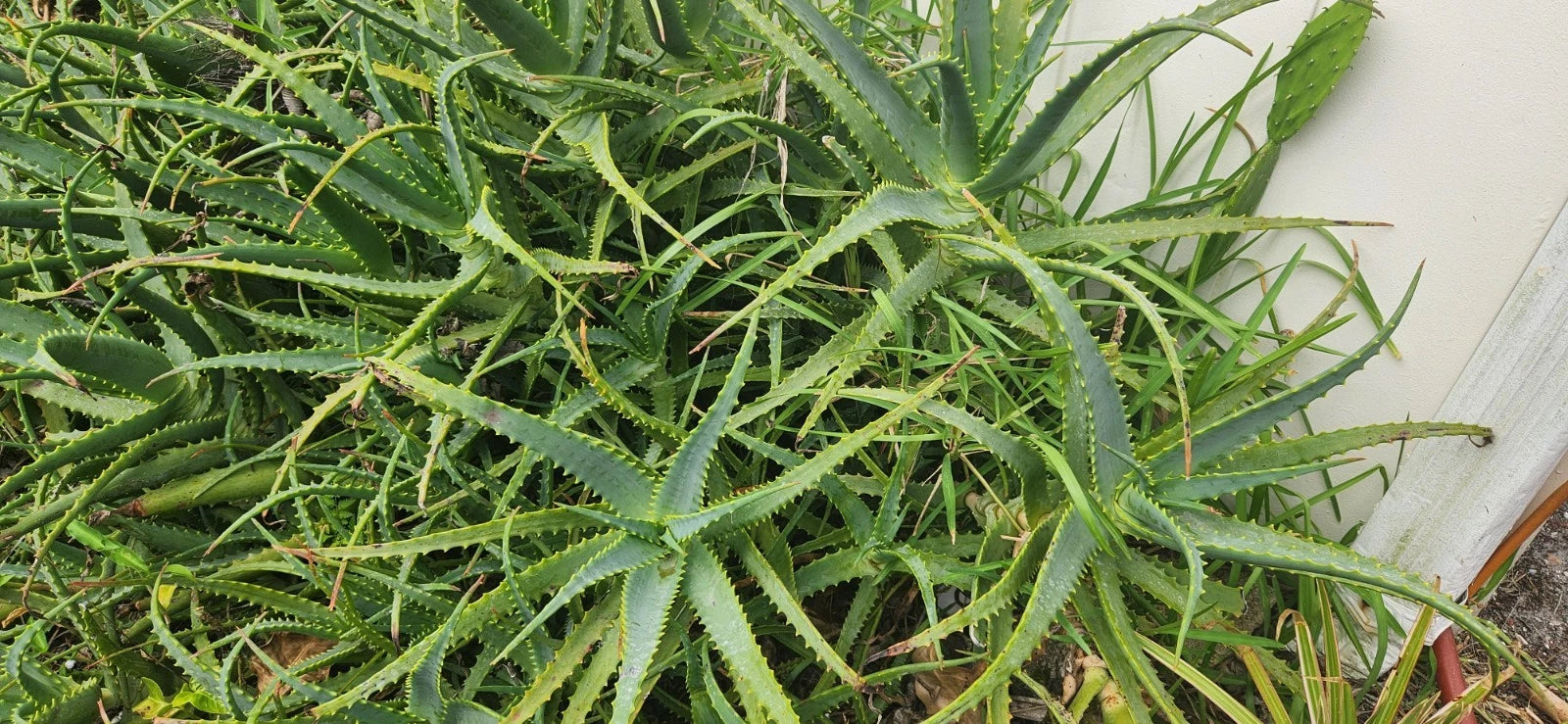 Bulk Aloe Arborescens Stem Cuttings - Natural Healing Succulent - Medicinal Plant for Home Gardens