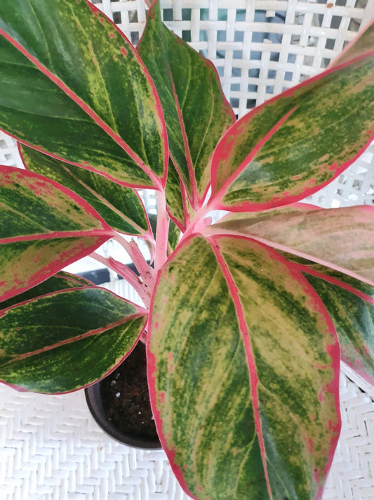 Chinese Evergreen Plant BARE ROOTED - Aglaonema 'Siam Aurora' - Colorful Indoor Houseplant for Easy Care and Low Light