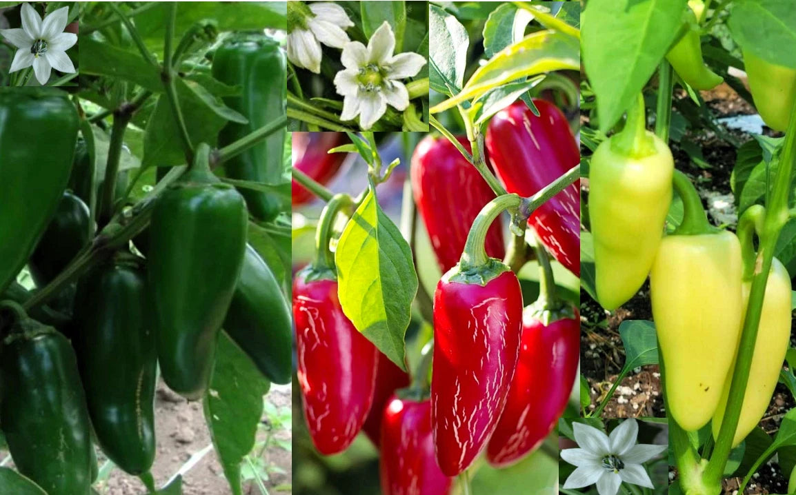 Jumbo Jalapeño Pepper Seeds - 100+ Heirloom Seeds in Red, Green, Yellow Varieties - Capsicum annuum