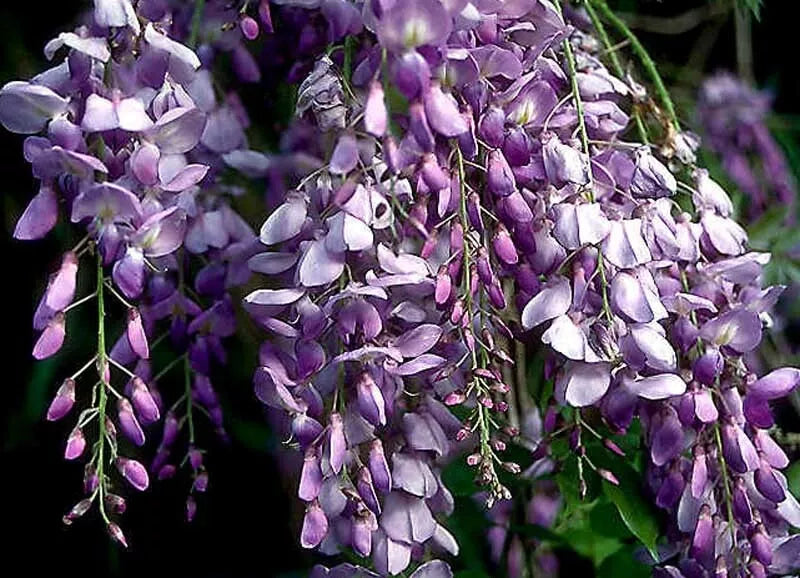 Blue Chinese Wisteria Live Plant - Heirloom Purple Flowers - Rooted Vines (1-2 ft) - Wisteria sinensis