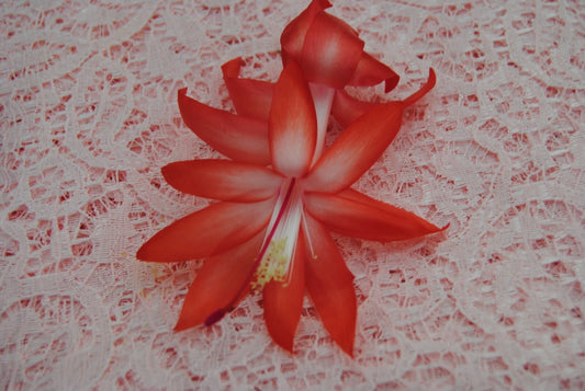 Christmas Cactus Starter Plant - Small Bristol Joy - Schlumbergera Truncata - Healthy Well Rooted Plant for Home Decor