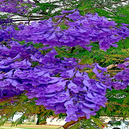 Jacaranda Fern Tree Seeds - Mimosifolia Acutifolia - Tropical Blue Flowers - Exotic Plant Seeds