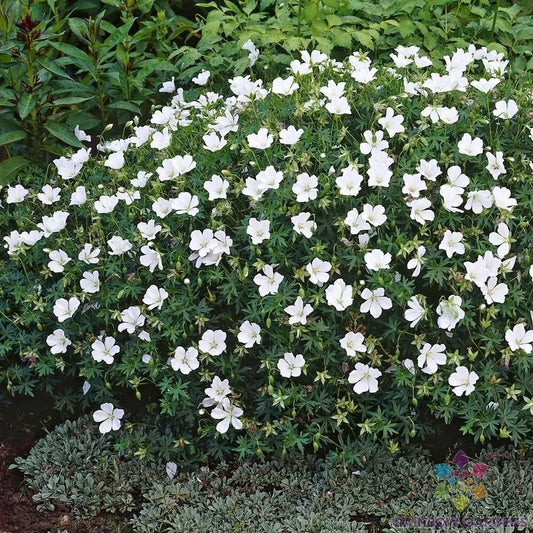 25+ White Cranesbill Geranium Seeds for Garden - Geranium maculatum - USA Grown, Non-GMO, Free Shipping