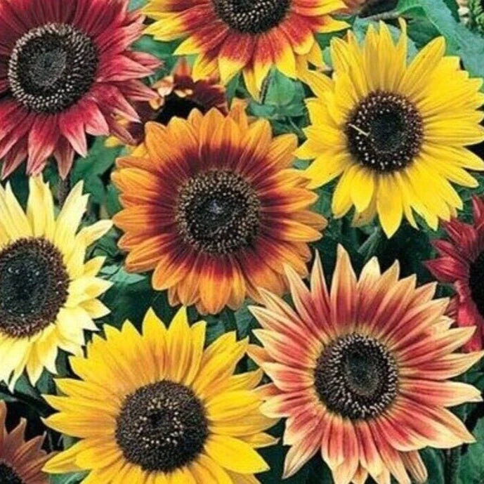 Sunflower Seeds Mix 50+ Packs Lemon Queen, Velvet Queen, Red Sun, Chocolate Cherry - Helianthus annuus