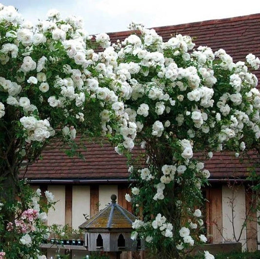 Climbing White Rose Seeds - 10 Pack - Perennial Flower Bush - Rosa spp.