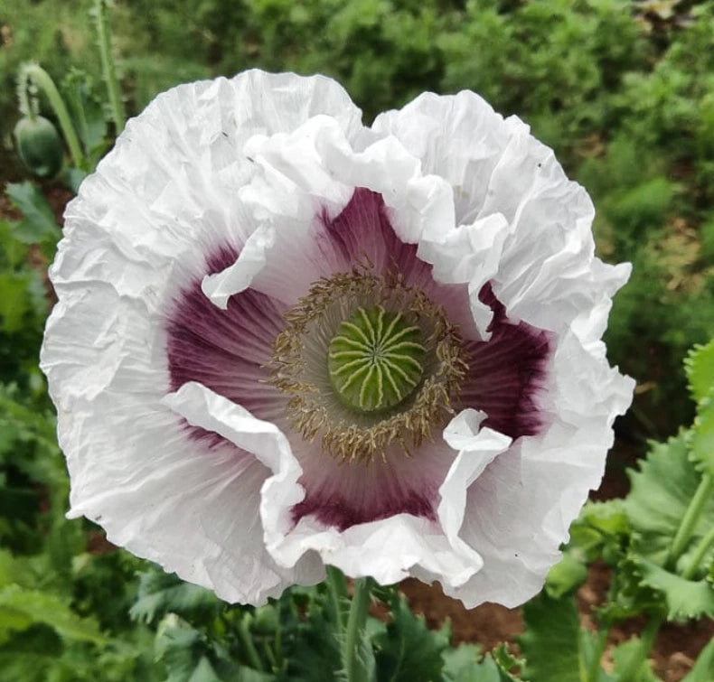 Poppy Seeds 500 Count ELKA WHITE Breadseed Giant Closed Edible Seeds Organic Papaver somniferum