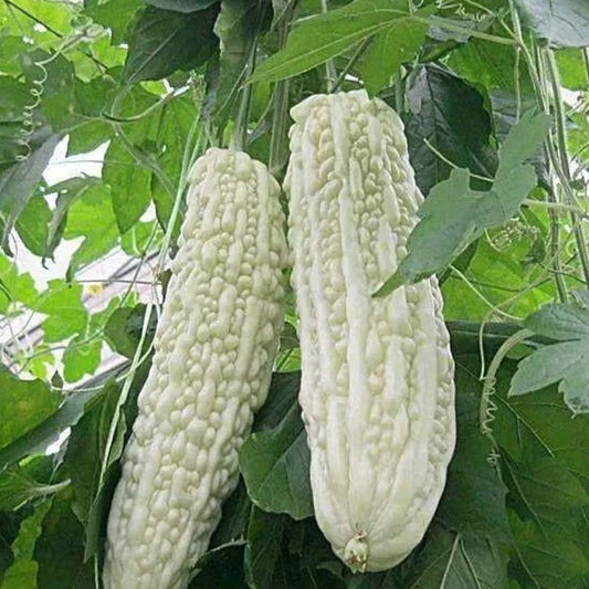 15pcs White Pearl Bitter Gourd Seeds - Heirloom Balsam Pear Melon Variety - Momordica charantia