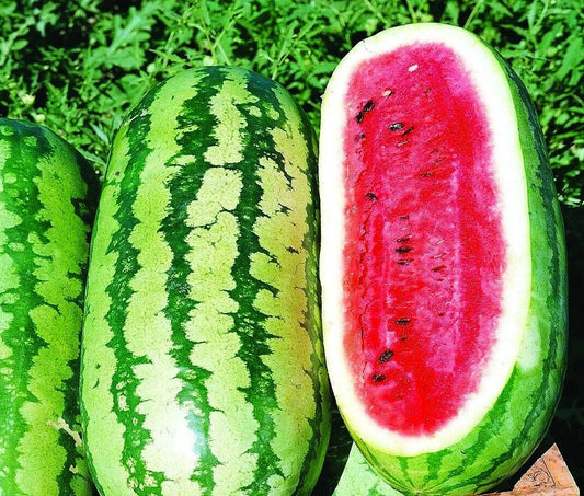 Jubilee Watermelon Seeds - Fresh Watermelon Seeds for Planting - Citrullus lanatus