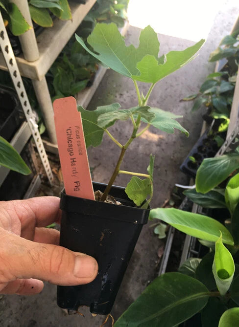 Chicago Hardy Fig Tree - Live Plant - Very Cold Hardy - Self Fertile - Ficus carica 'Chicago Hardy'