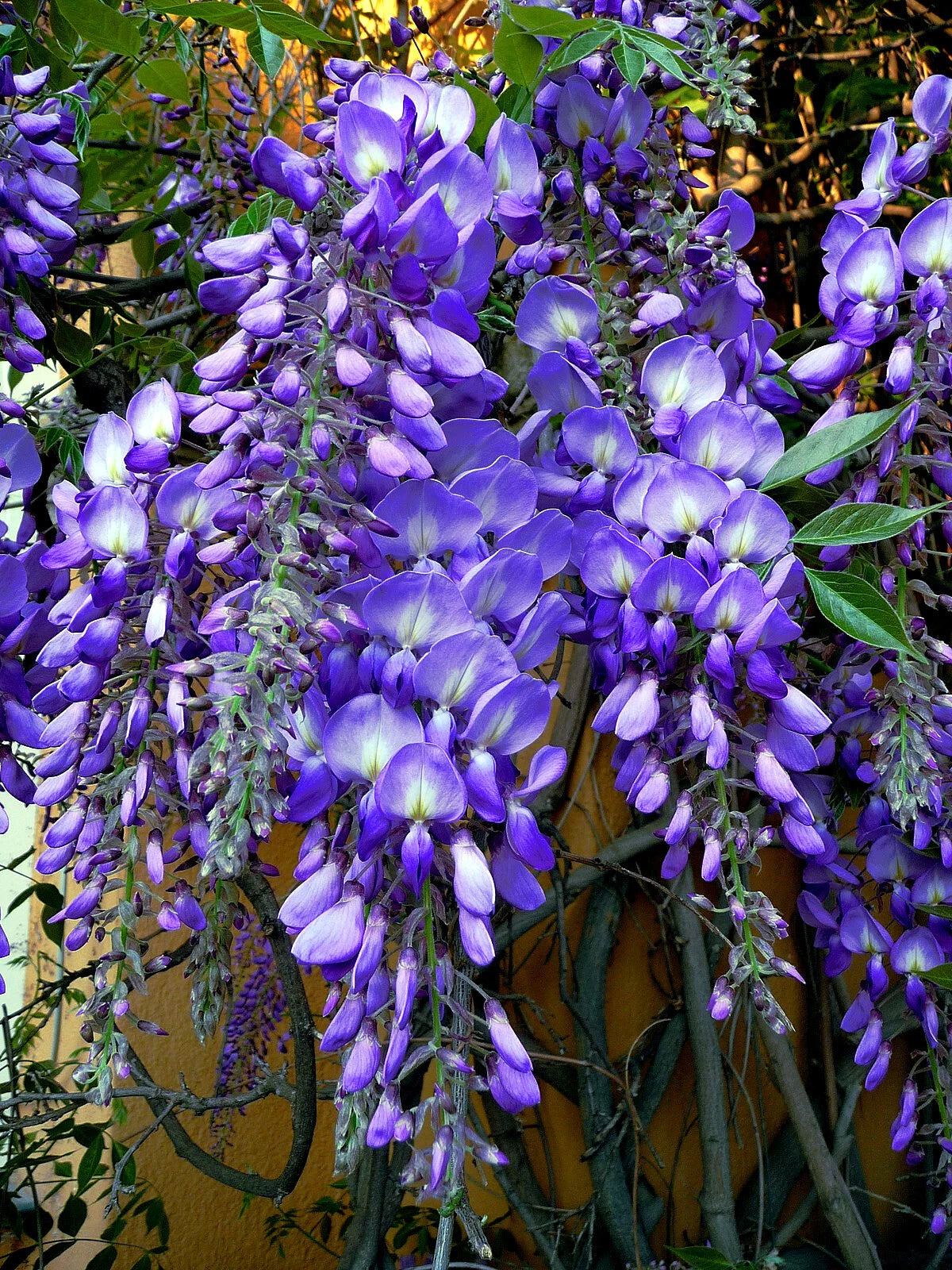 Chinese Blue Wisteria Seeds - 10 Pack - Hardy Flowering Vine - Wisteria sinensis - Ideal for Bonsai Planting