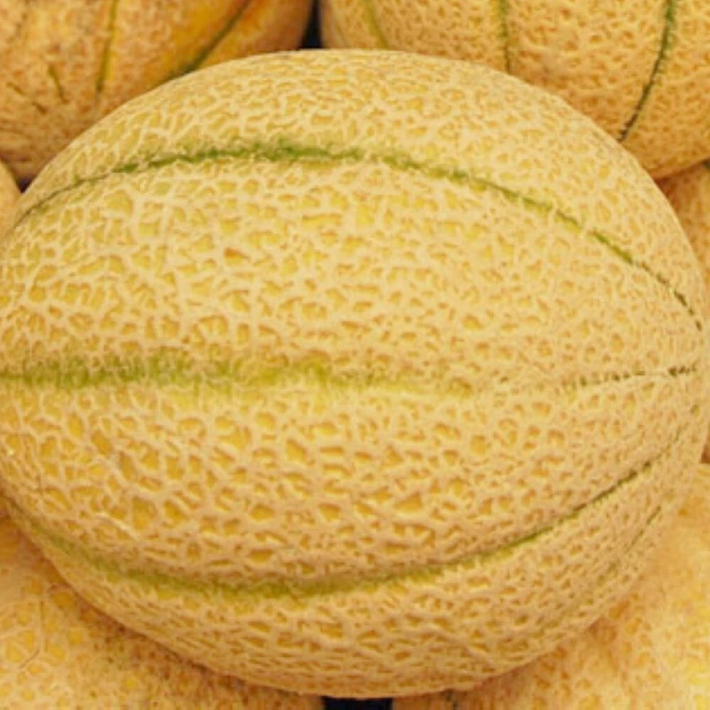 Iroquois Melon Seeds | Non-GMO Heirloom | Fresh Garden Seeds | Citrullus lanatus