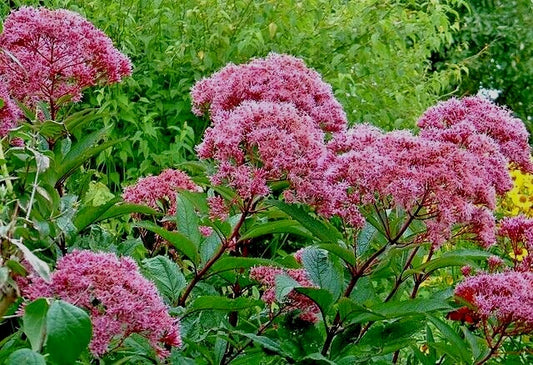 Joe Pye Weed Seeds 1001 Count Bonset, Eupatorium purpureum, Tall Wildflower, Bulk Gardening Seed