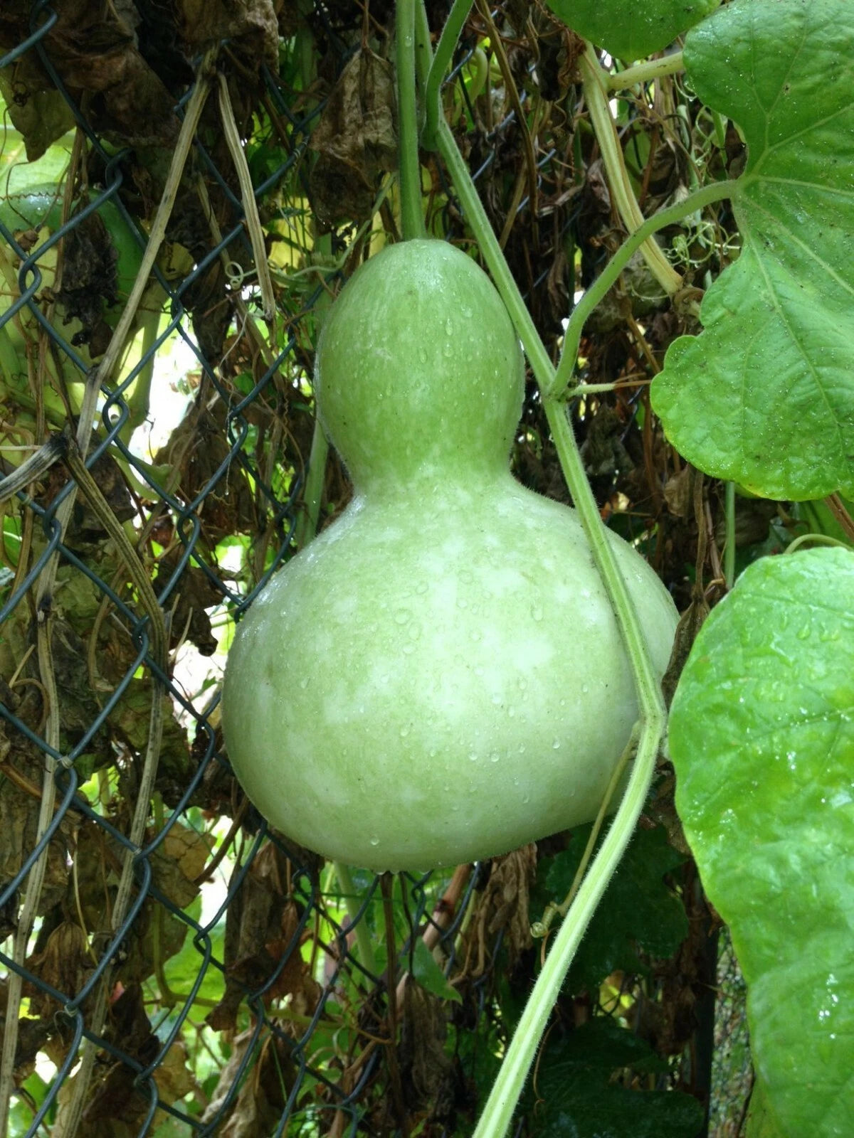 Birdhouse Gourd Seeds 10 Ct Heirloom Non-GMO Decorative Garden Plants Lagenaria siceraria - USA Seller Free Shipping