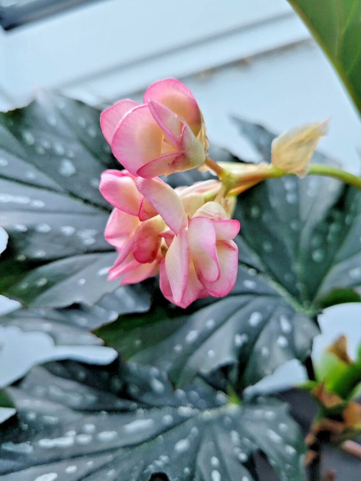 Angelwing Begonia Starter Plant 2.5" Pot Polka Dot Begonia (Begonia corymbosa) Indoor Houseplant for Partial Shade