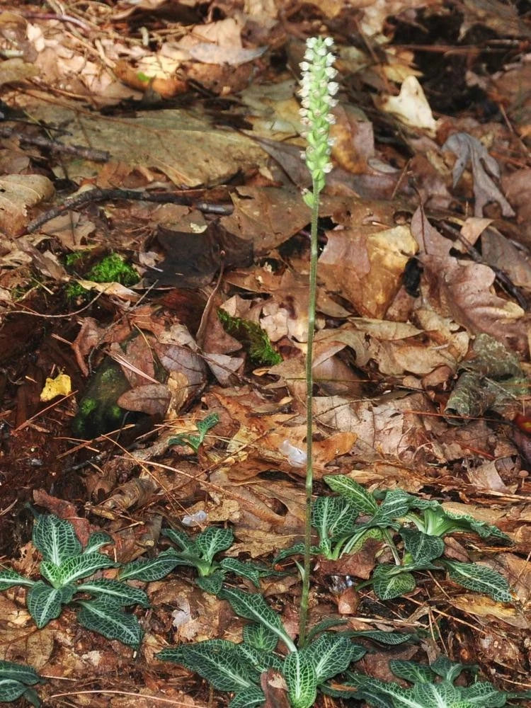 10 Rattlesnake Orchids, Downy Plantain - Goodyera oblongifolia, Rare Indoor Plants for Unique Home Decor
