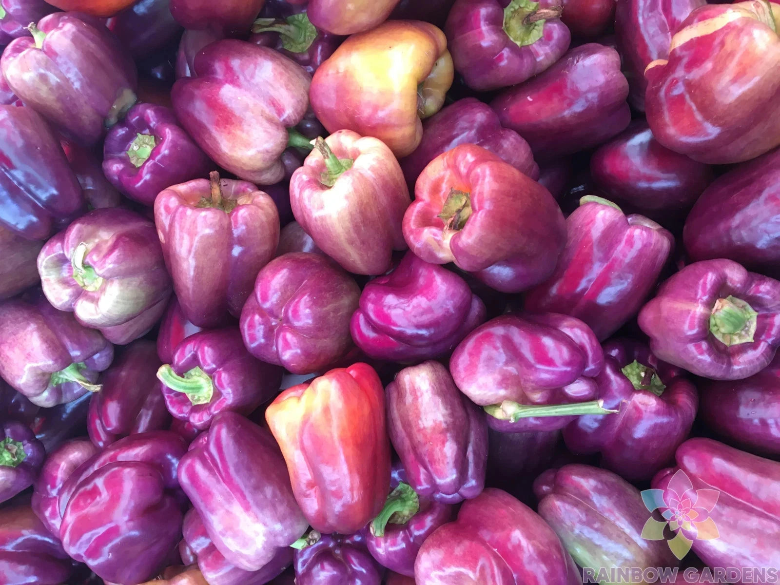 25+ Pink Bell Sweet Pepper Seeds - Heirloom Variety for Garden Planting - Capsicum annuum