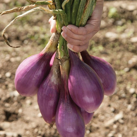 1000 Non-GMO Red Long of Tropea Onion Seeds - Gourmet Heirloom Variety for Home Gardening - Allium cepa