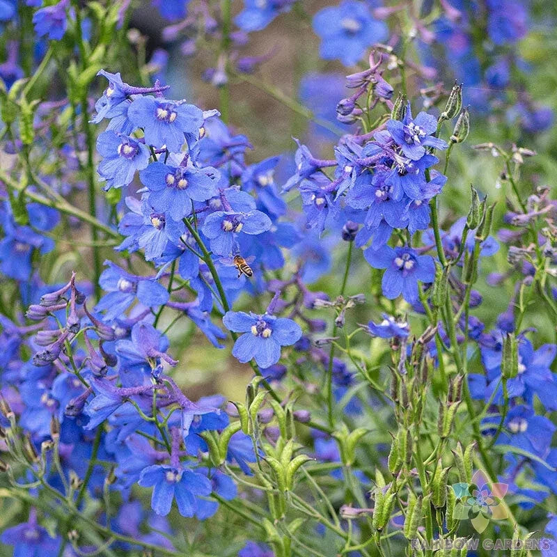 Bellamosa Delphinium Seeds - 200+ Pack for Garden Planting - USA Grown - Delphinium elatum