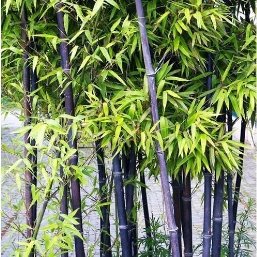 Black Bamboo Seeds - 50+ Pack - Cold Resistant Bamboo for Bonsai, Garden, Home Decoration - Phyllostachys nigra