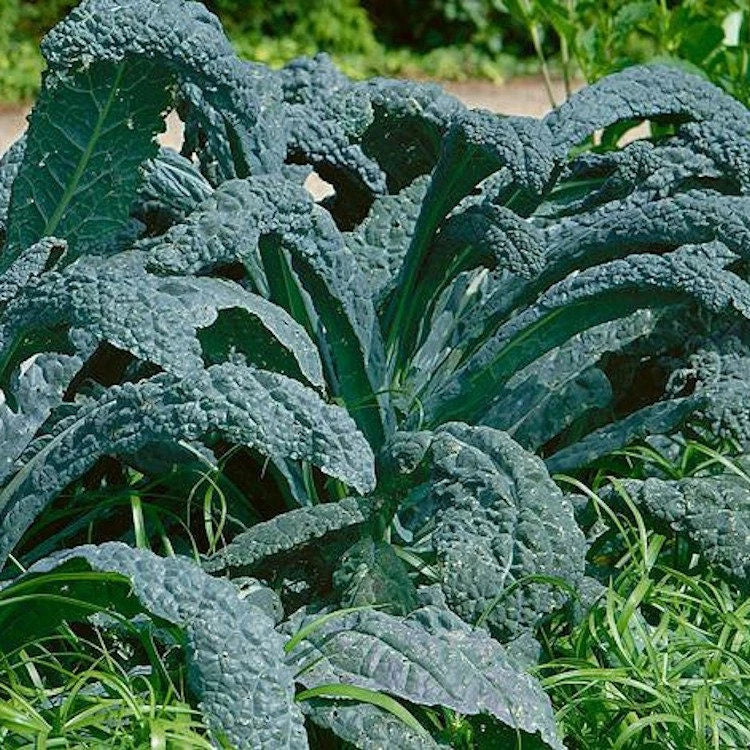 Lacinato Kale Seeds, Non-GMO Heirloom, Dinosaur Kale, Tuscan Variety, Brassica oleracea
