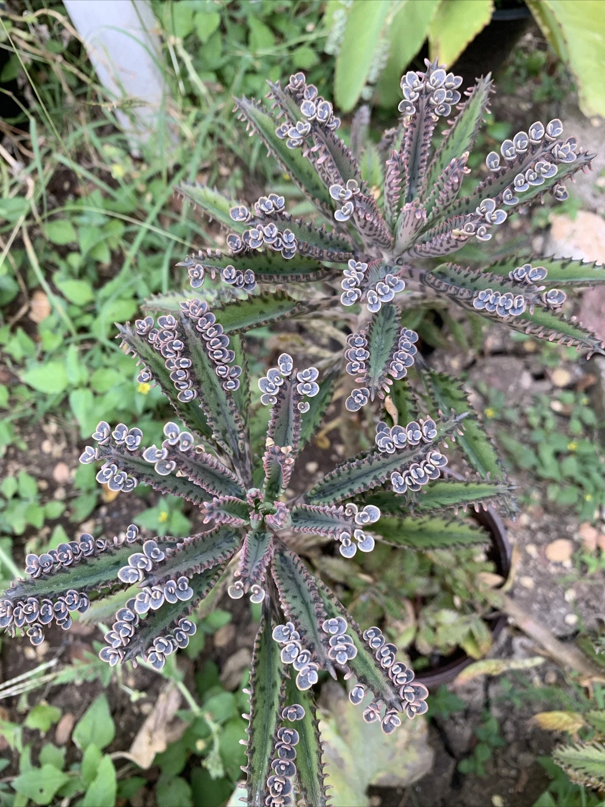 Mother of Millions Succulent Plants - Kalanchoe Daigremontiana - 10+ Chandelier Plant Cuttings for Maternity Garden Decor