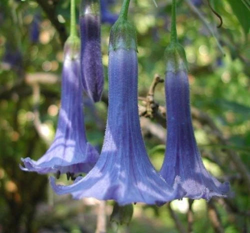 Blue Angel Trumpet Seeds - 10 Pack - Fragrant Tropical Flower - Brugmansia spp.